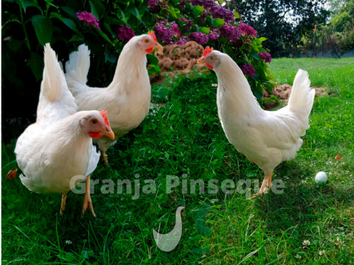 GALLINA PONEDORA GRAPISA AZUR