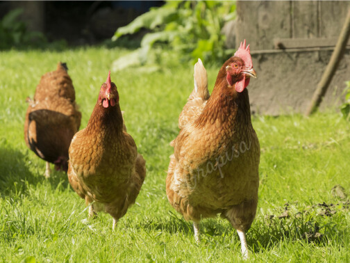 GALLINA PONEDORA GRAPISA COLORADA