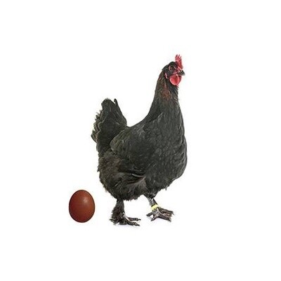 GALLINA PONEDORA  MARANS