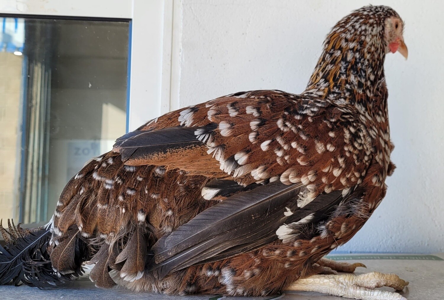 GALLINA MILFLORES