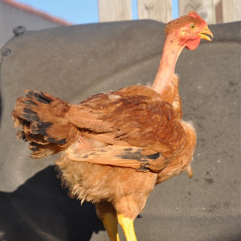 GALLINA CUELLO PELADO
