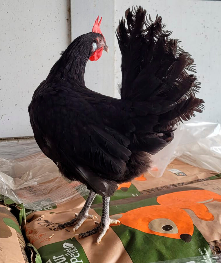GALLINA CASTELLANA