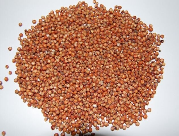 SORGO ROJO