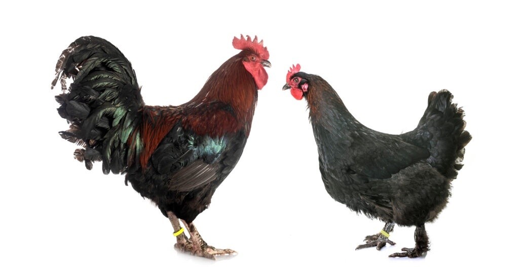GALLO MARANS