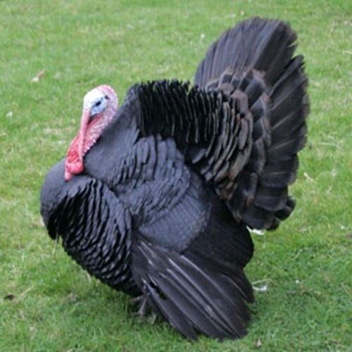 PAVO BLANCO 4 SEMANAS