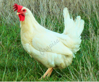 GALLO AZUR