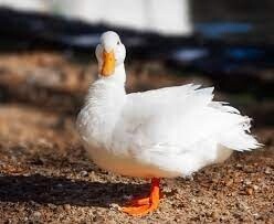 PATO ADULTO PEKIN