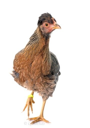 GALLINA LEGBAR