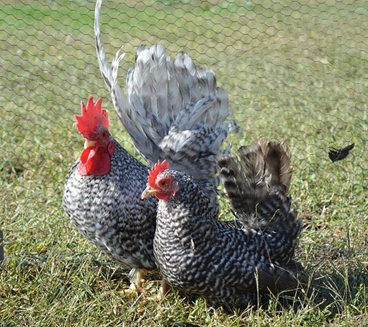 PAREJA GALLINA NAGASAKI
