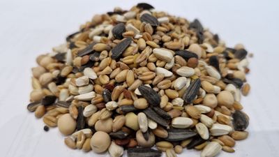 ALIMENTO PALOMOS STANDARD SIN MAIZ 25 KG