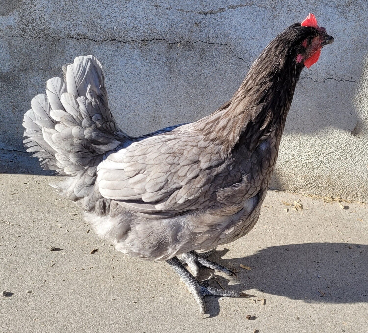 GALLINA EXTREMEÑA