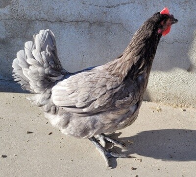 GALLINA EXTREMEÑA