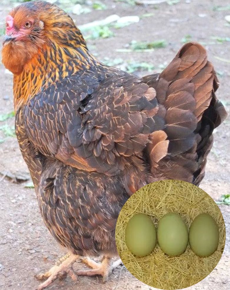 PONEDORA OLIVE HUEVOS VERDES