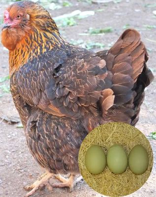 PONEDORA OLIVE HUEVOS VERDES