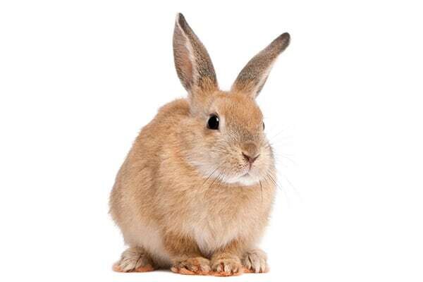 LAPIN