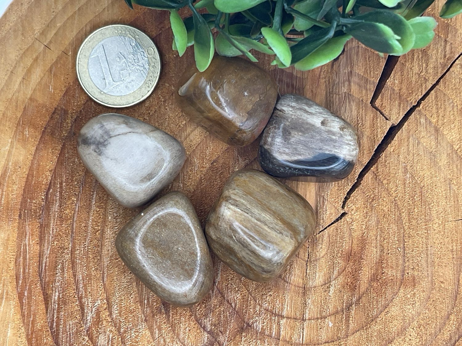 Versteinertes Holz