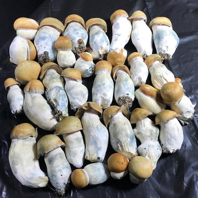 Penis Envy mushroom 