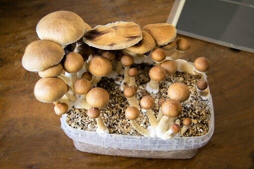 Golden Teacher mushrooms