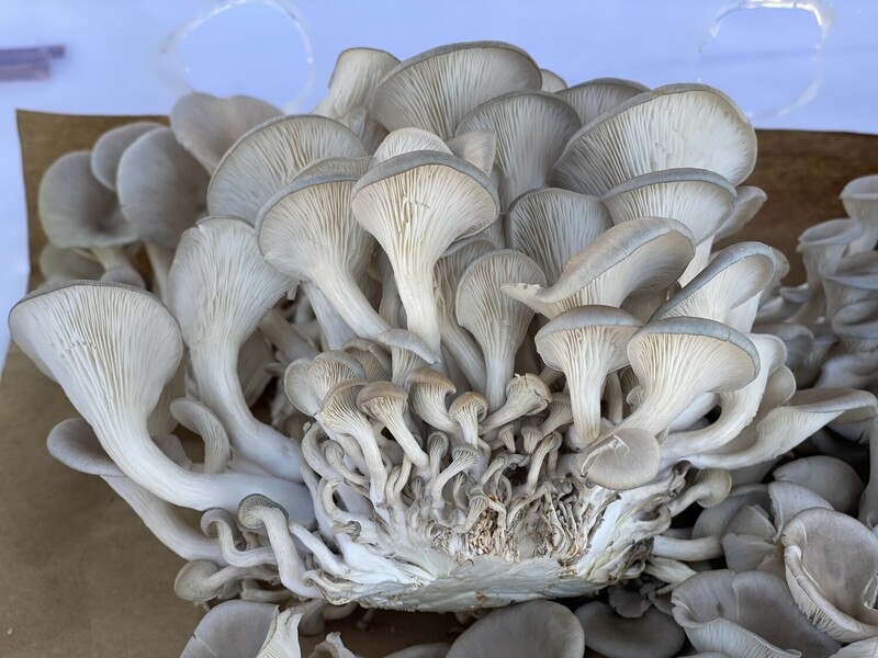 Oyster Mushrooms