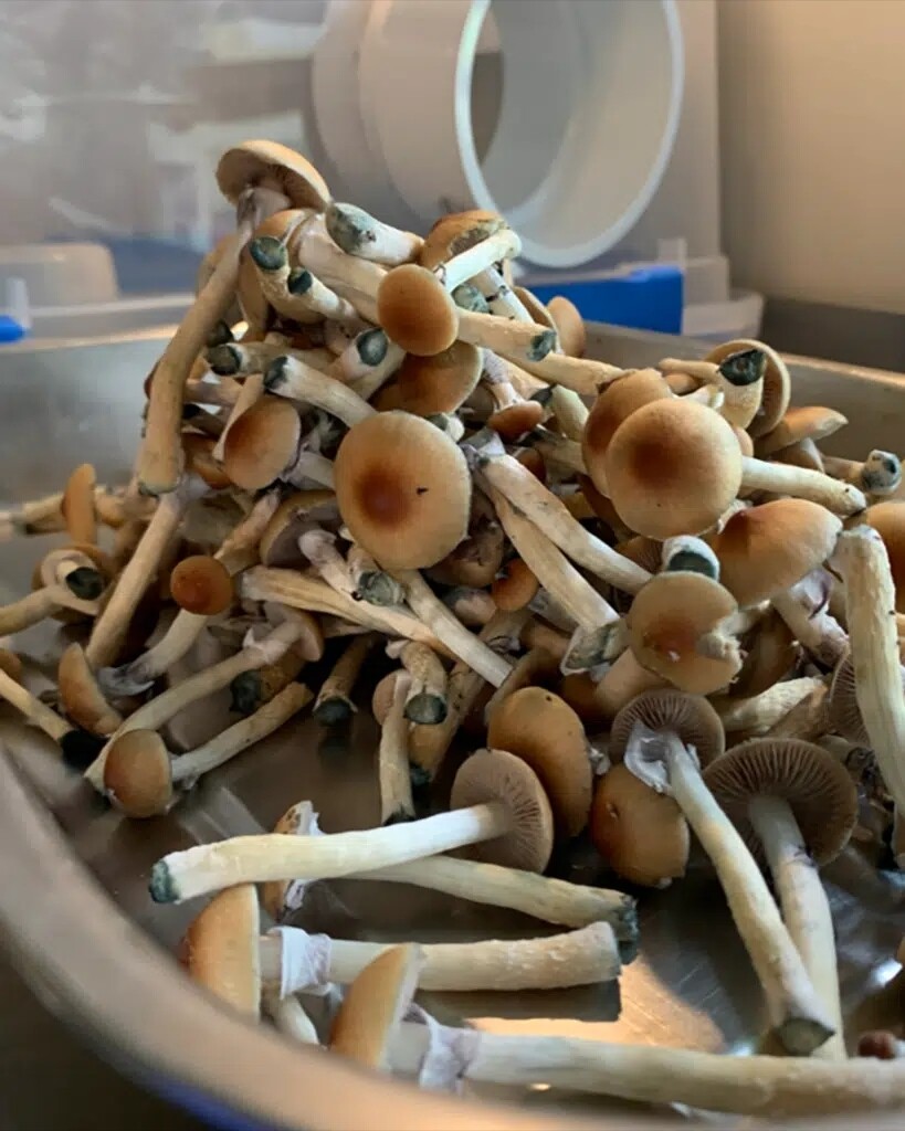 Blue Meanie Mushroom