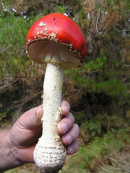 Fly Agaric 