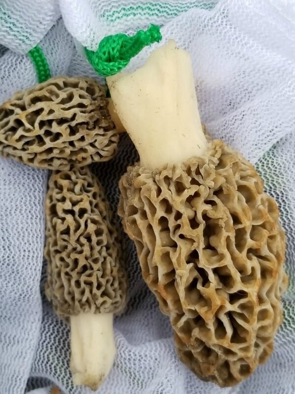 Morel Mushrooms