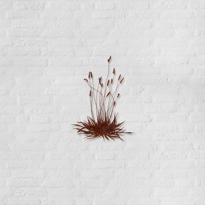 Bas en Nicole Berkelmans - Smalle Weegbree