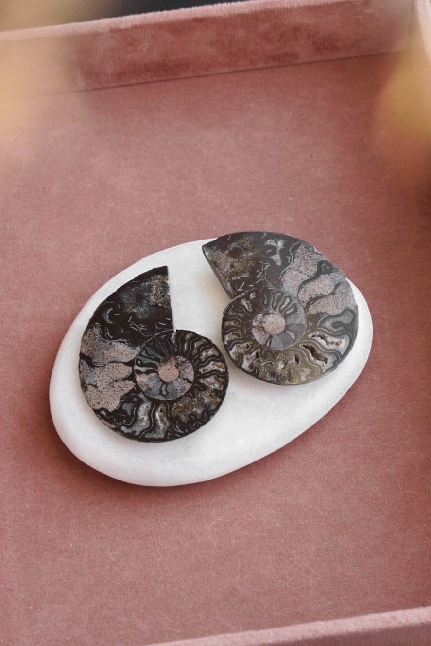 Zwarte Ammoniet Paar