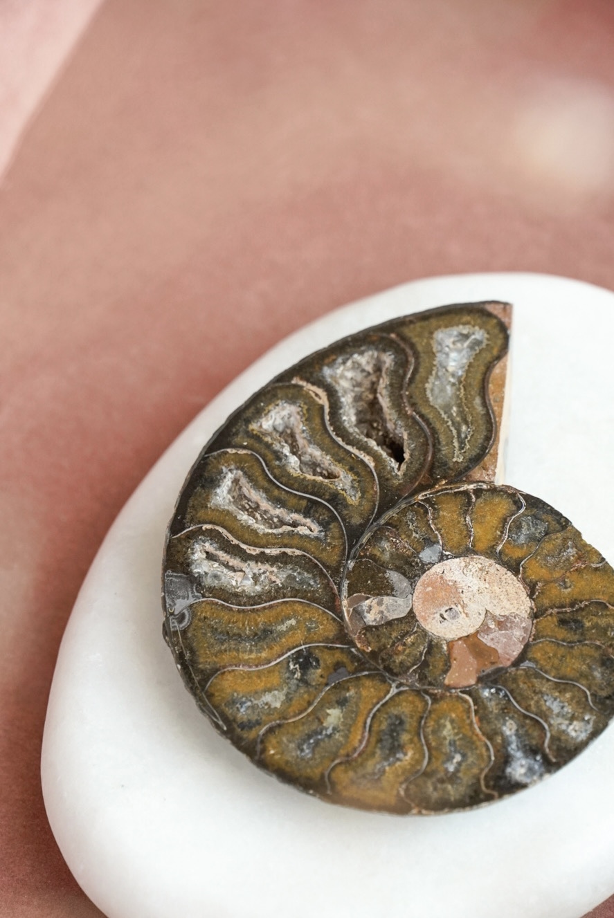 Zwartbruine Ammoniet