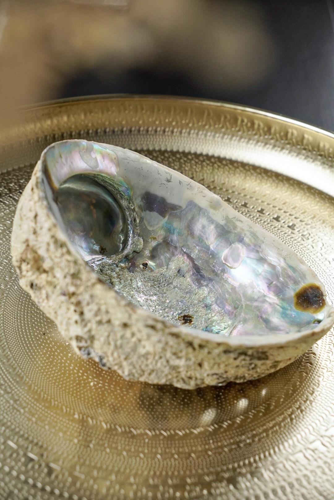 Abalone