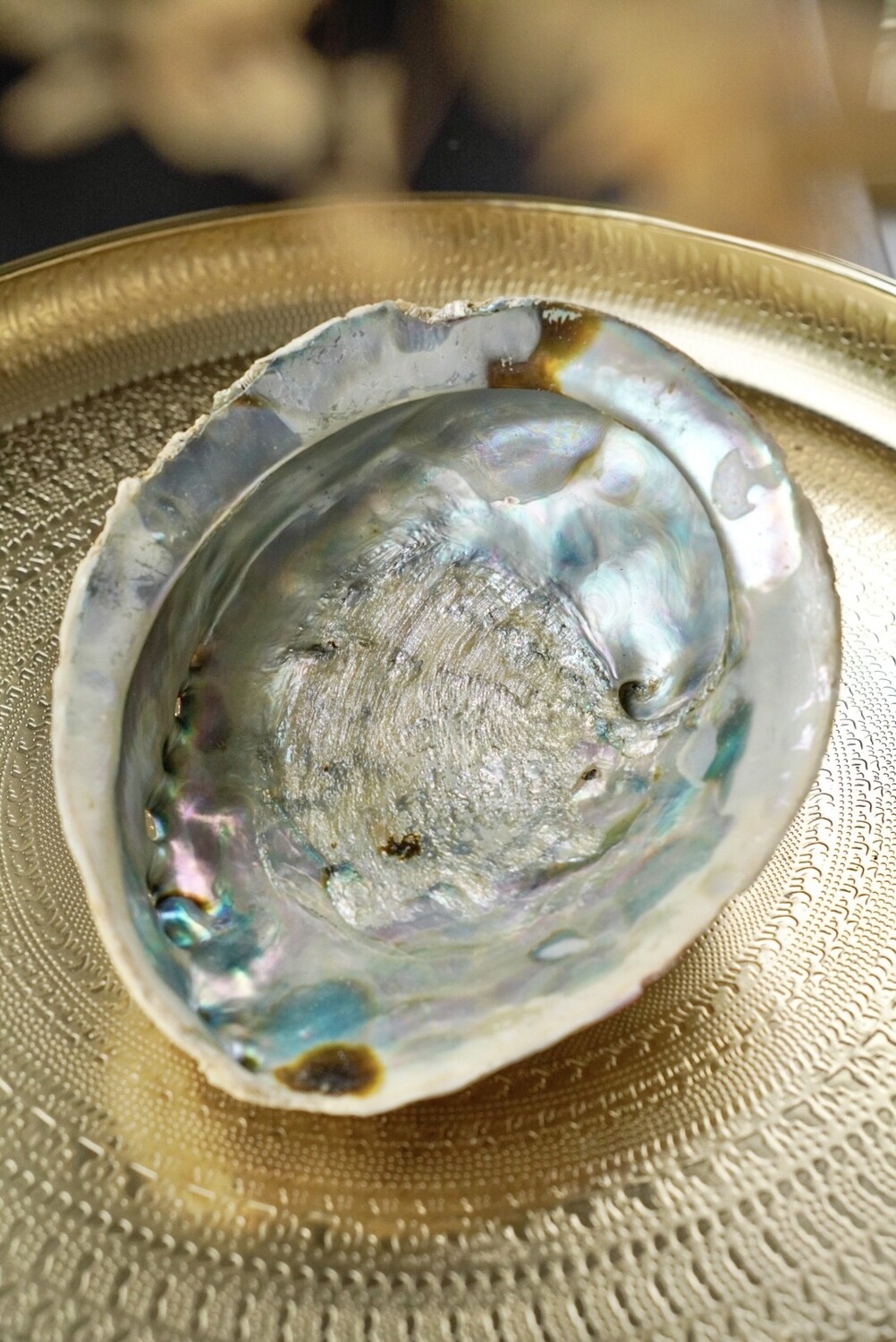 Abalone