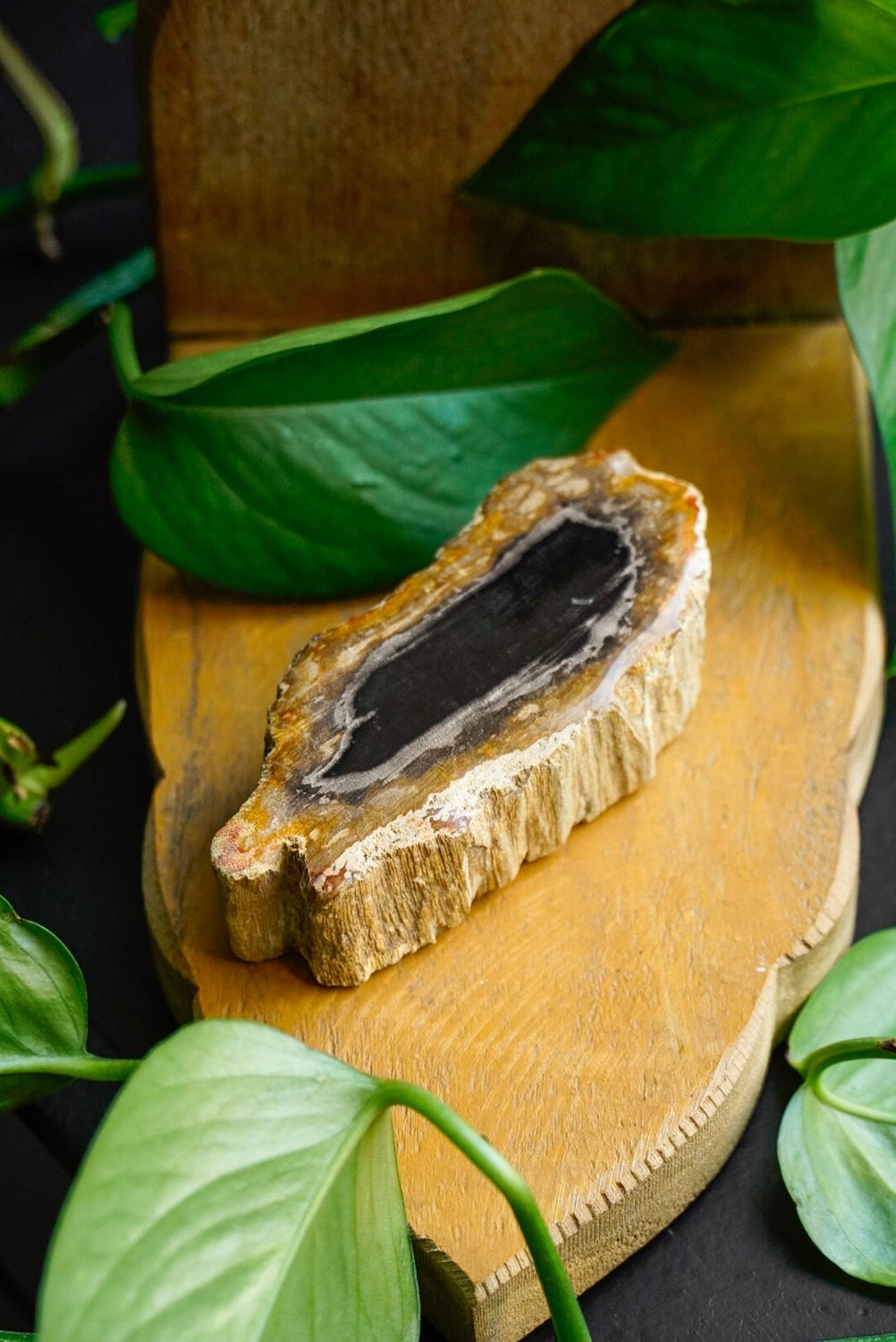 Versteend Hout