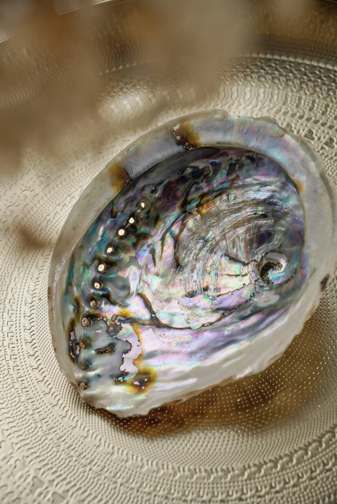 Abalone