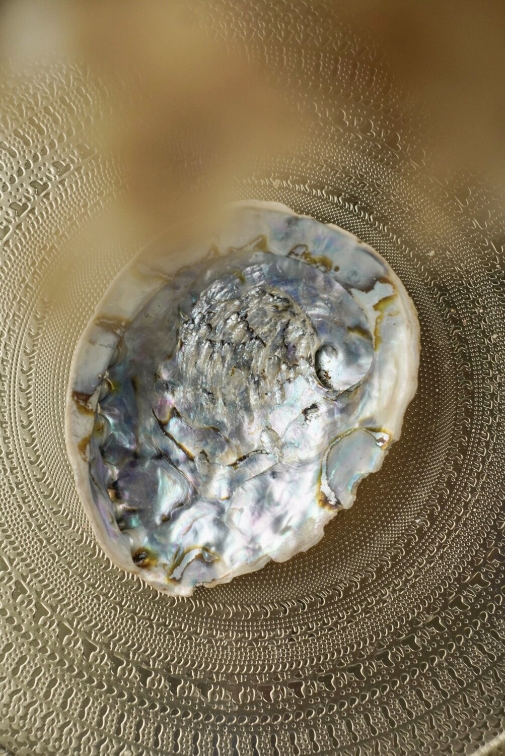 Abalone