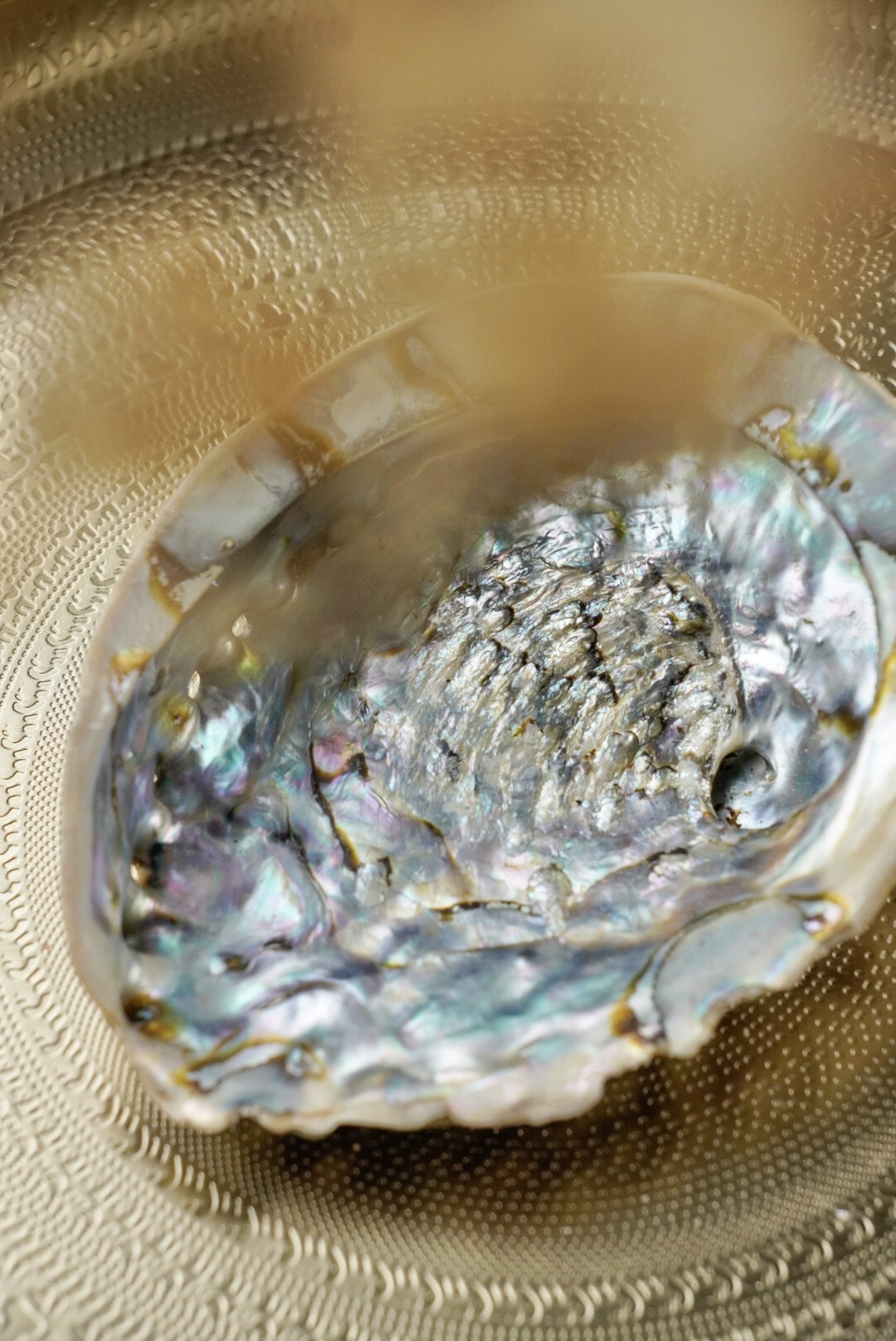 Abalone