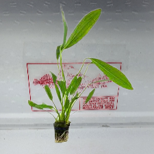 Echinodorus uruguayensis