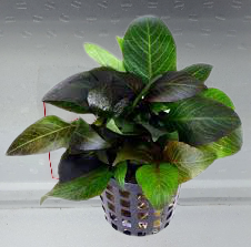 Hygrophila dwarf
