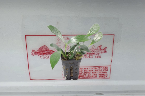 Anubias gilletii