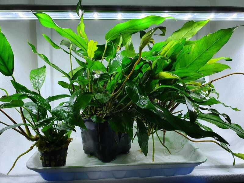 Anubias mix XL