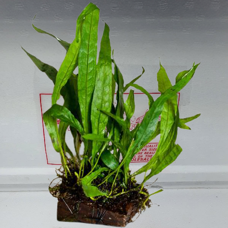 Microsorium pteropus (javavaren)