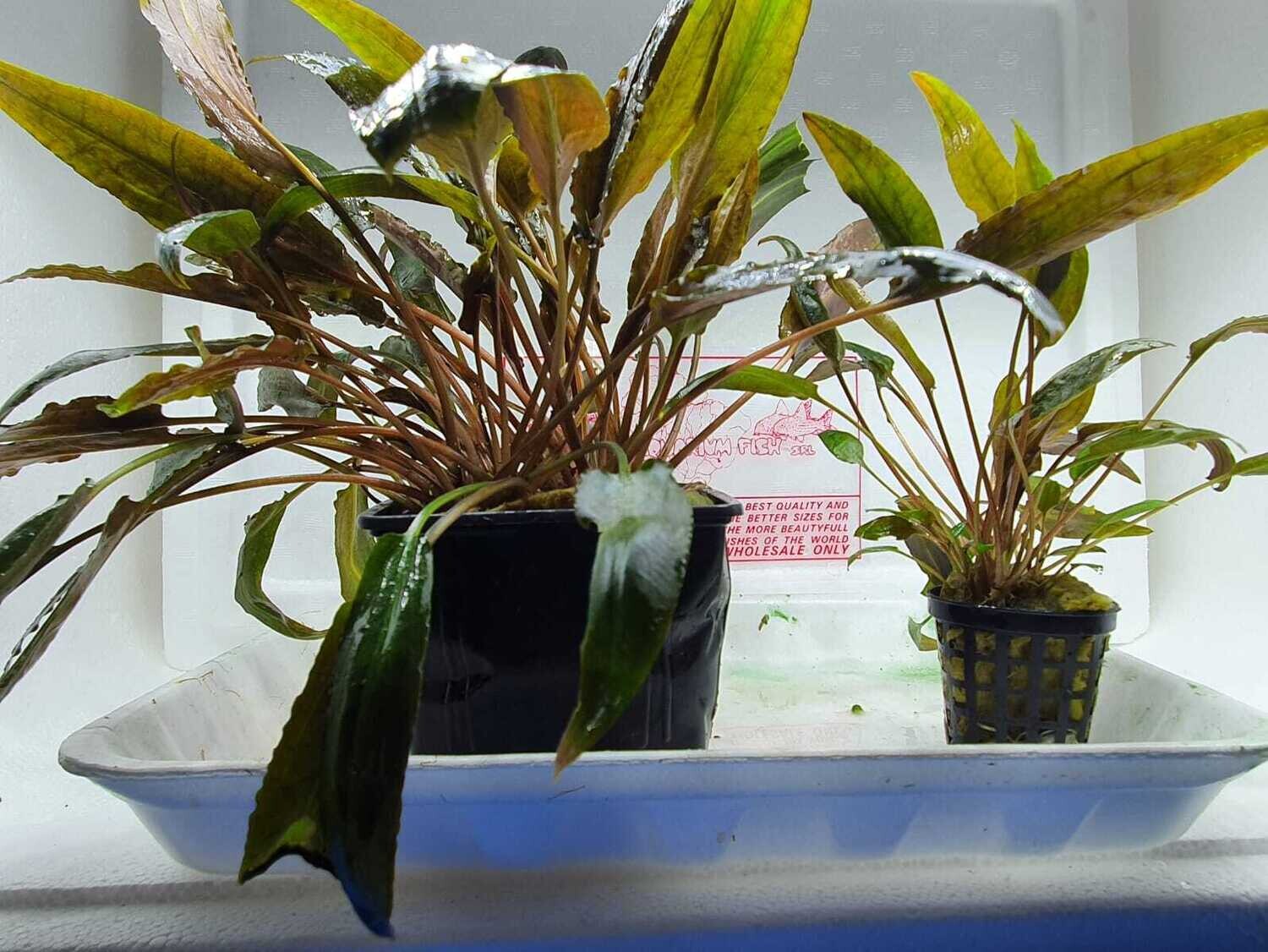 Cryptocoryne species brown XL