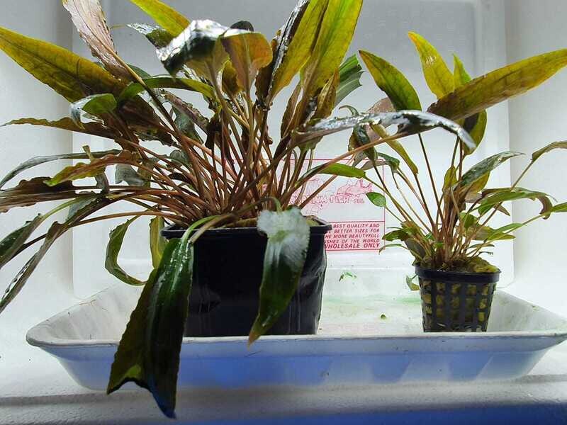 Cryptocoryne species brown XL