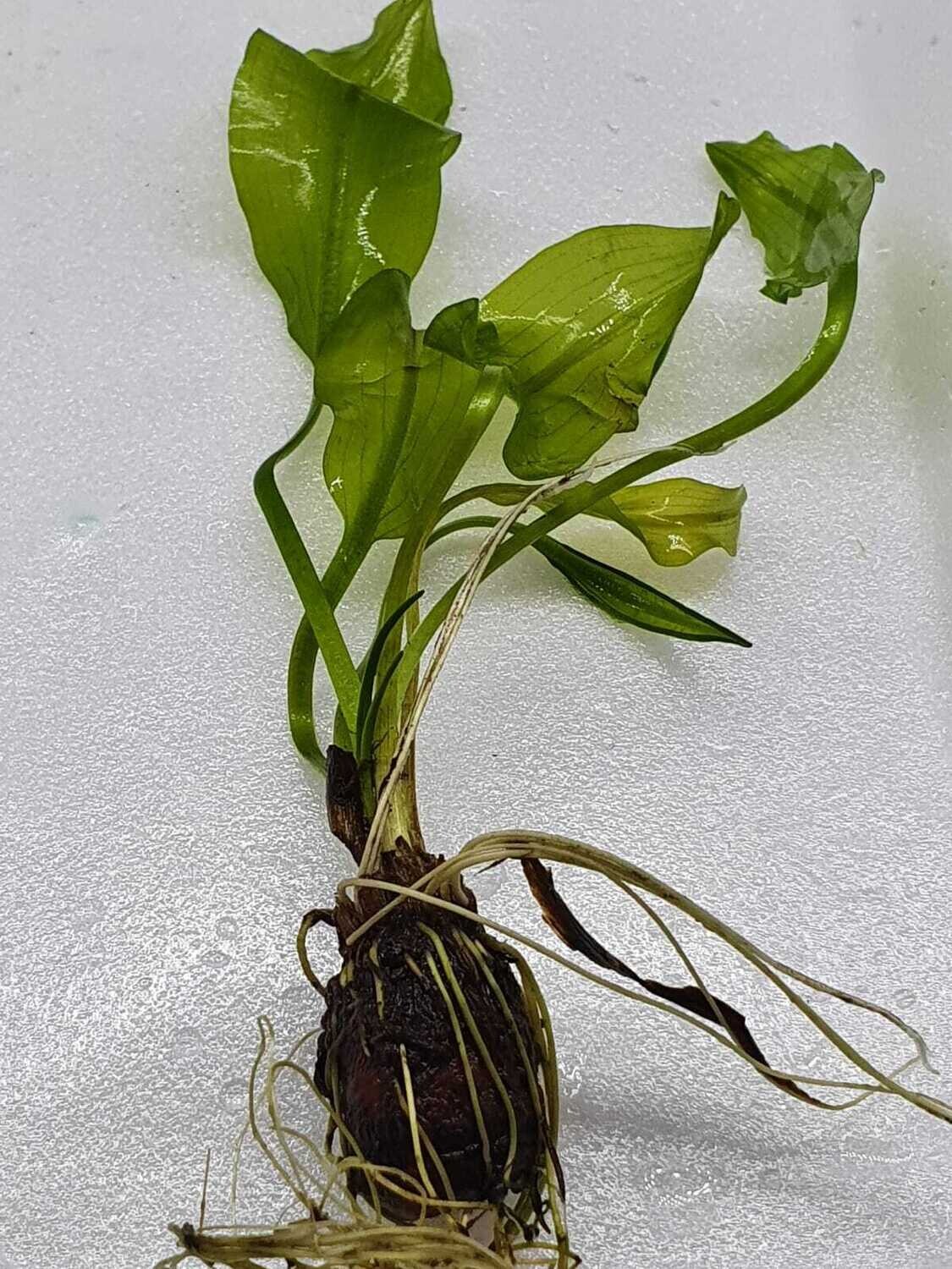 Aponogeton ulvaceus with leaves