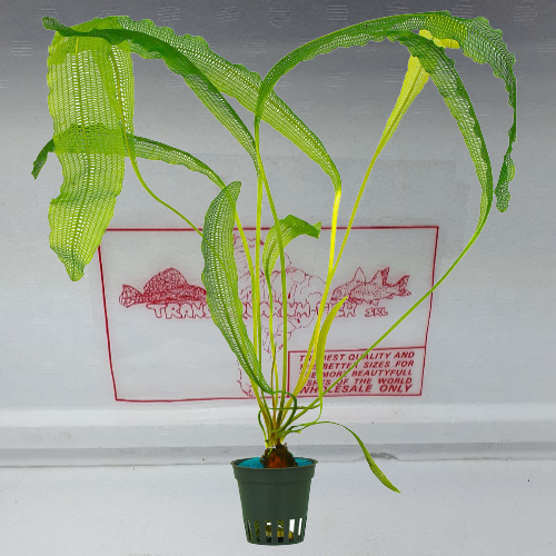 Aponogeton madagascariensis with leaves