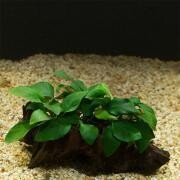 Anubias Wood S