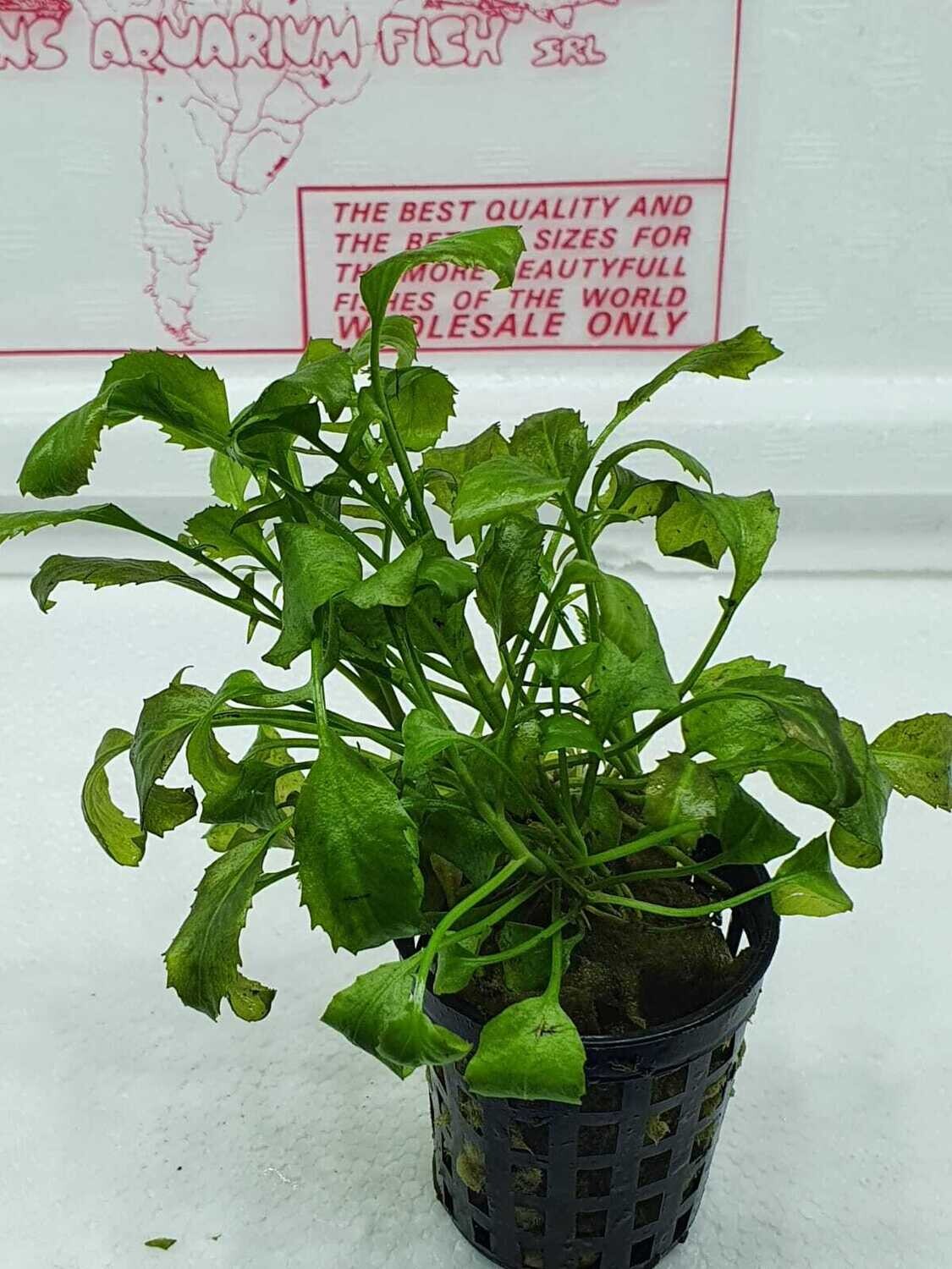 Rorippa aquatica