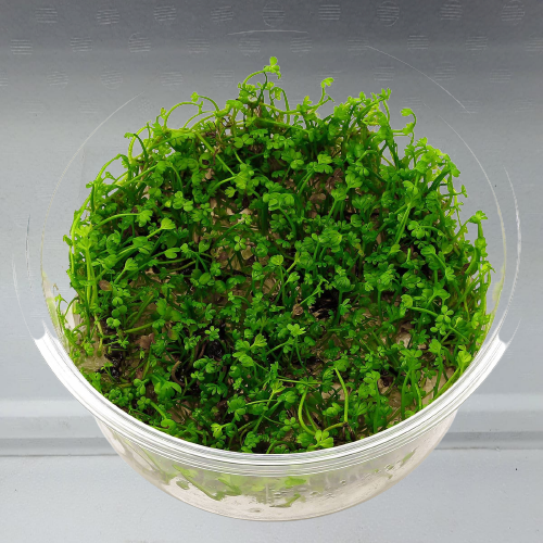 Marsilea quadrifolia (klavertje vier)