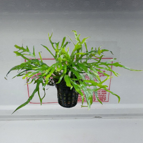 Microsorium trident
