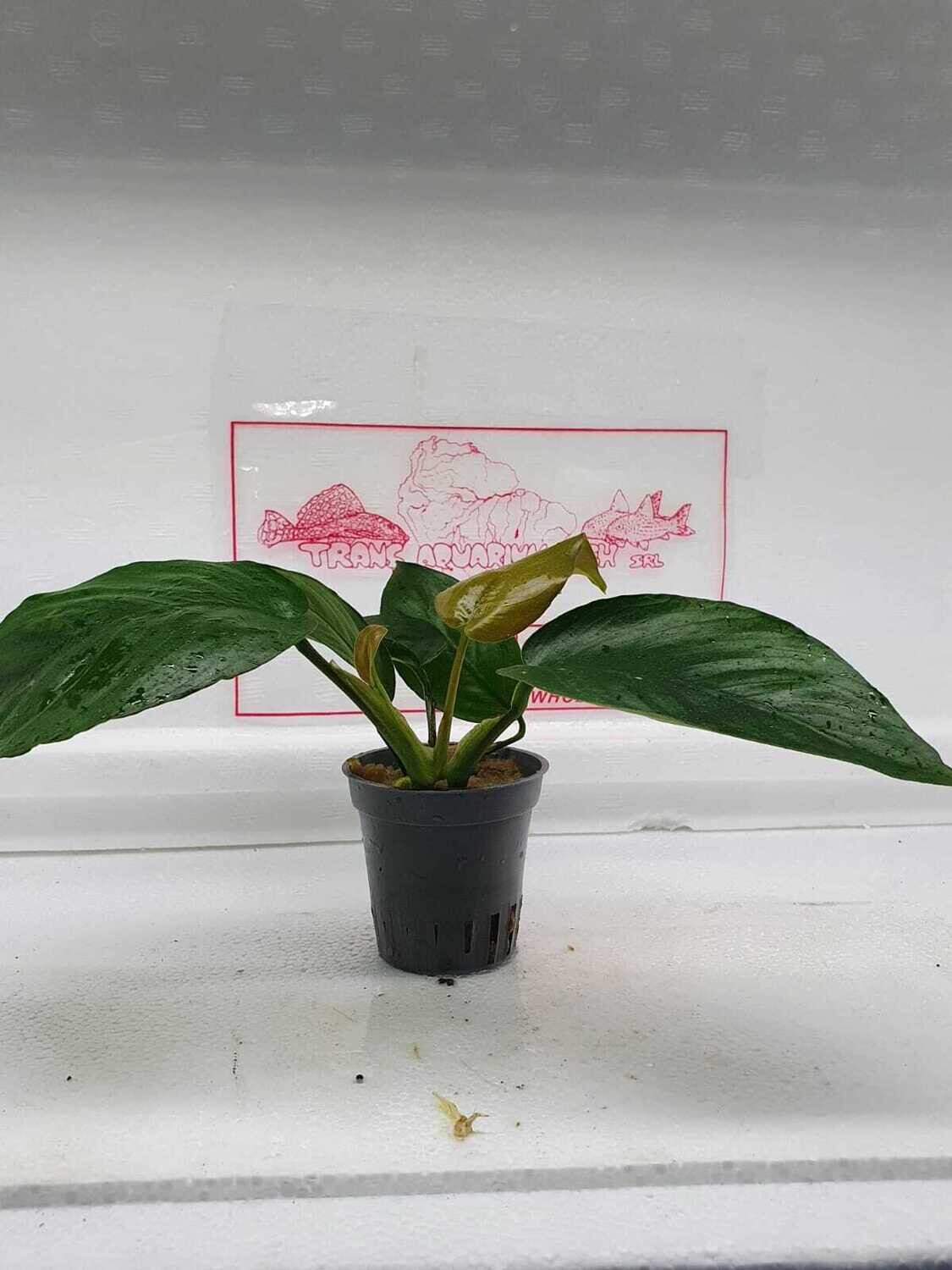 Anubias barteri