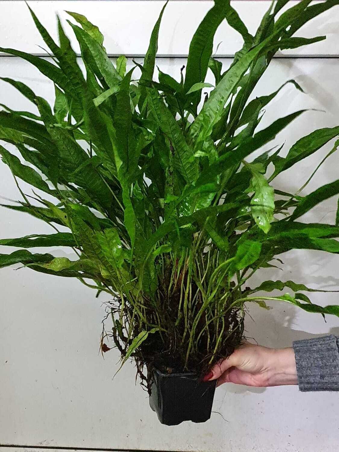 Microsorium pteropus (javavaren) XL